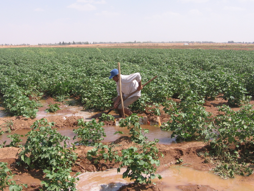 Euphrates Project - Syria - July 2010, man irrigating a cotton field.
